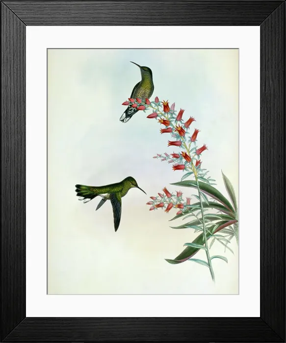 Framed Print : Owne's Sabre-Wing..by Gould