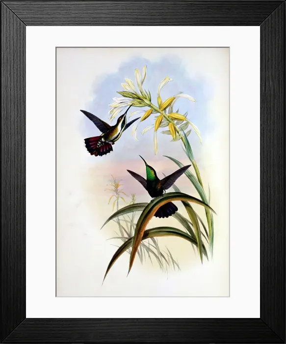Framed Print : Veraguan Mango (Lampornis Veraguensis) by Gould Framed Print : Veraguan Mango (Lampornis Veraguensis) by Gould