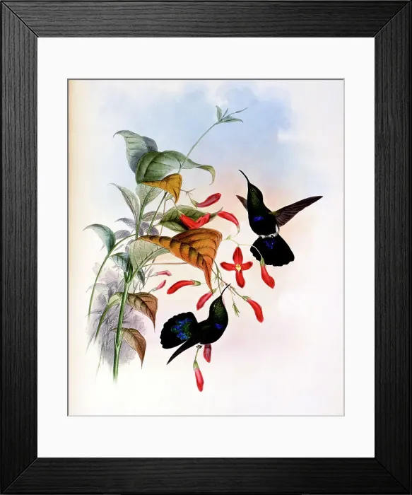 Framed Print : Grass-Green-Breasted Carib..by Gould Framed Print : Grass-Green-Breasted Carib..by Gould