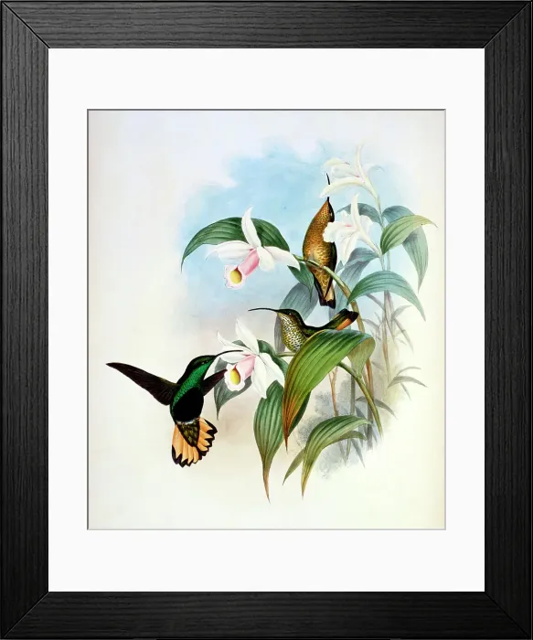 Framed Print : Buff-Tailed Velvet-Breast...by Gould Framed Print : Buff-Tailed Velvet-Breast...by Gould