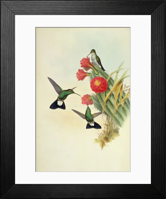 Framed Print : Buffon's Plumeleteer...by Gould Framed Print : Buffon's Plumeleteer...by Gould