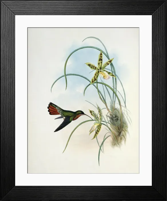 Framed Print : Hairy Hermit (Glaucis Hirsuta) by Gould Framed Print : Hairy Hermit (Glaucis Hirsuta) by Gould
