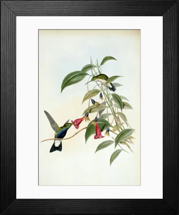 Framed Print : Blue-Breasted Plumeleteer by Gould