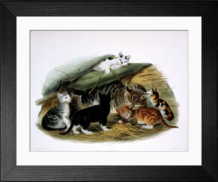 Framed Print : Domestic Cat (Felis Domestica) by Eliot Framed Print : Domestic Cat (Felis Domestica) by Eliot
