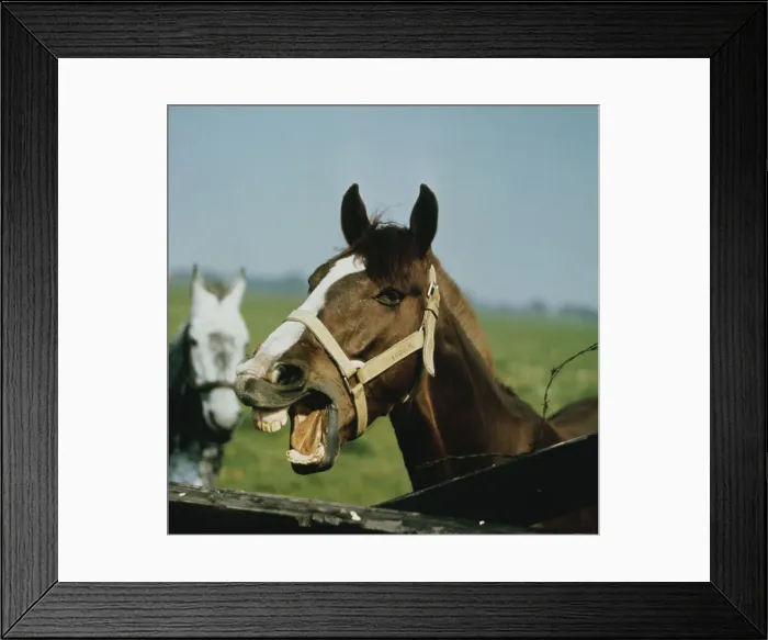 Framed Print : 2650, 2650-461591 Framed Print : 2650, 2650-461591