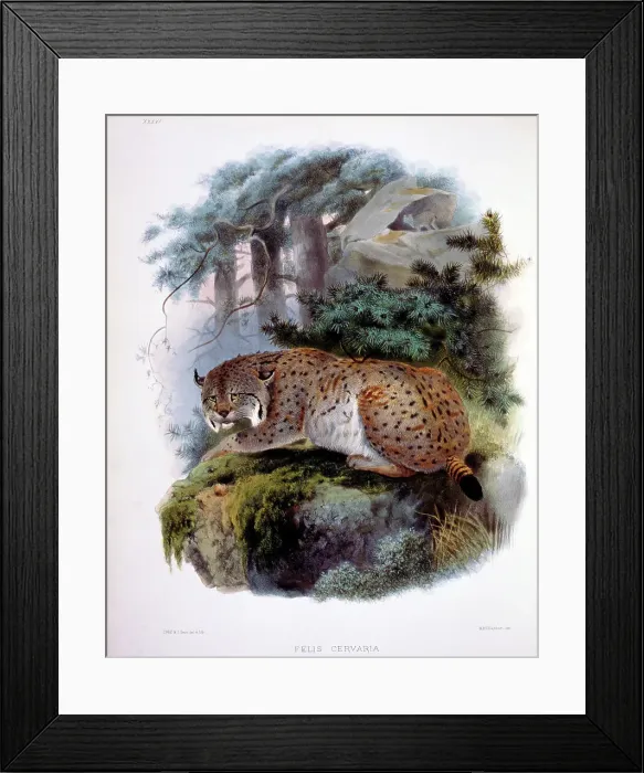 Framed Print : The Siberian Lynx (Felis Cervaria) by Elliot Framed Print : The Siberian Lynx (Felis Cervaria) by Elliot