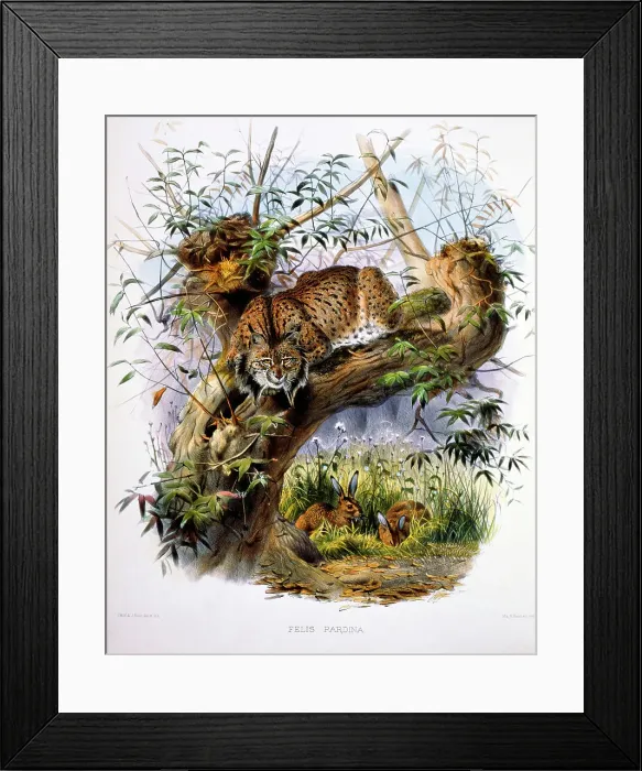 Framed Print : The Spanish Lynx (Felis Pardina) by Elliot Framed Print : The Spanish Lynx (Felis Pardina) by Elliot