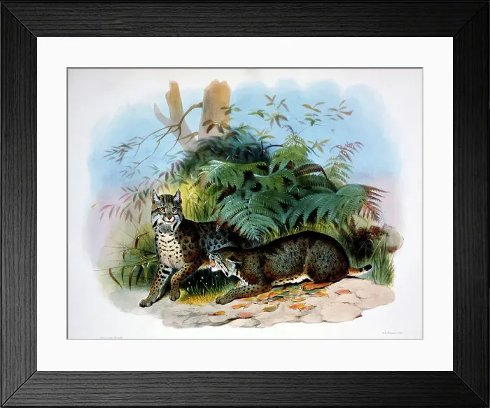 Framed Print : Bay Lynx, American Wild Cat (Felis Rufa) by Elliot Framed Print : Bay Lynx, American Wild Cat (Felis Rufa) by Elliot