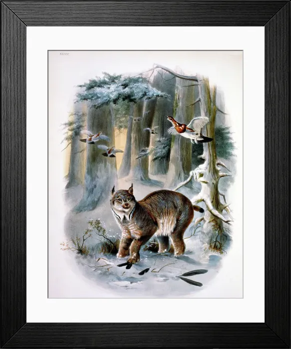 Framed Print : The Northern Lynx (Felis Canadensis) by Elliot