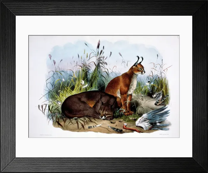 Framed Print : The Caracal (Felis Caracal) by Elliot Framed Print : The Caracal (Felis Caracal) by Elliot