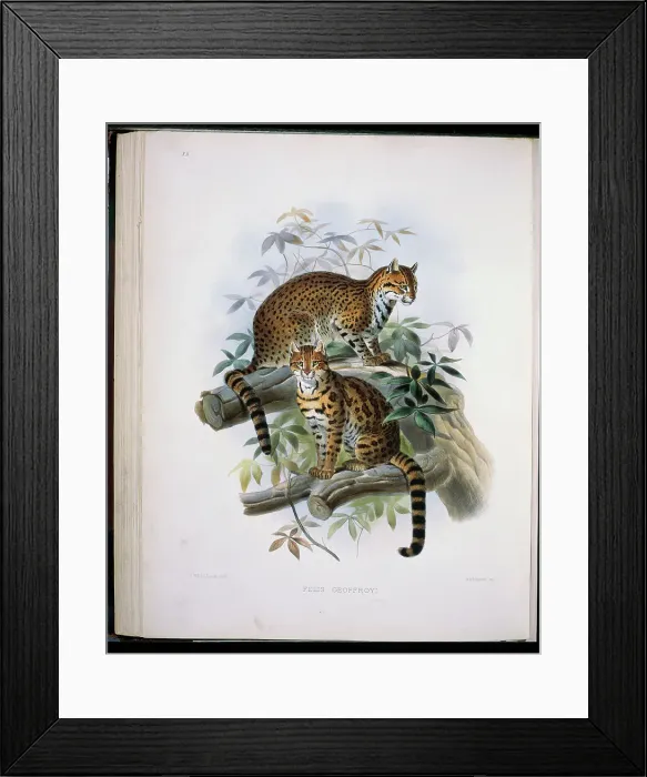 Framed Print : Geoffroy's Cat (Felis Geoffroyi) 1883 Daniel Giraud Elliot (1835-1915 American)