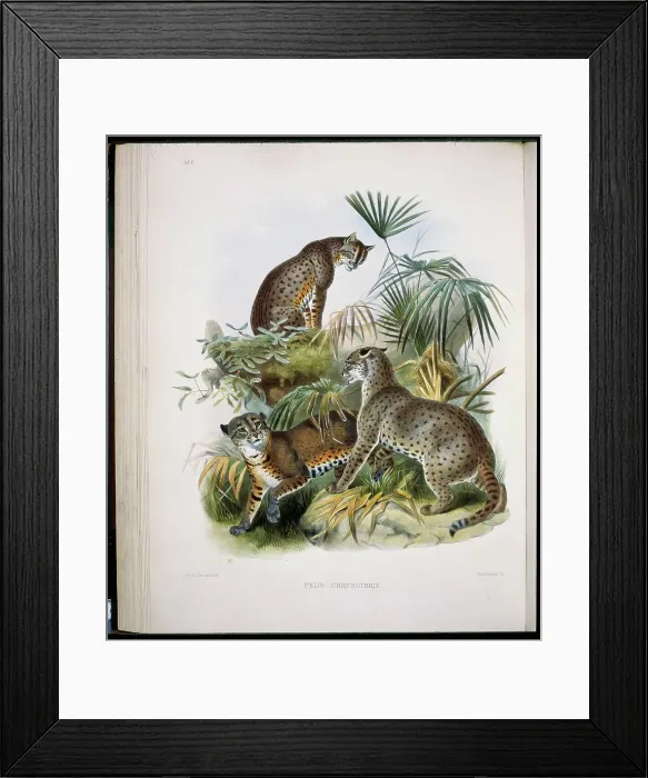 Framed Print : African Golden Cat (Felis Chrysothrix) 1883 Daniel Giraud Elliot (1835-1915 American) Framed Print : African Golden Cat (Felis Chrysothrix) 1883 Daniel Giraud Elliot (1835-1915 American)