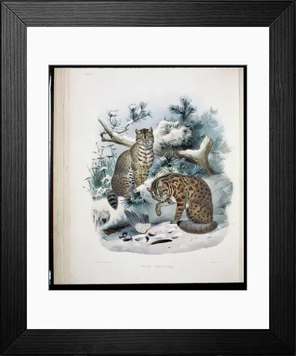 Framed Print : Bushy-Tailed Red Spotted Cat (Felis Euptilura) 1883 Daniel Giraud Elliot (1835-1915 American) Framed Print : Bushy-Tailed Red Spotted Cat (Felis Euptilura) 1883 Daniel Giraud Elliot (1835-1915 American)