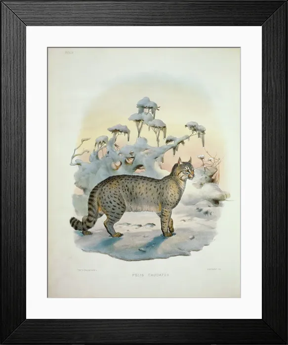 Framed Print : The Bokhara Chaus (Felis Caudata) 1883 Daniel Giraud Elliot (1835-1915 American) Monograph Academy of Natural Sciences