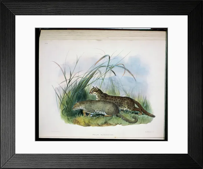 Framed Print : Rubiginous Cat (Felis Rubiginosa) 1883 Daniel Girard Elliot (19th C) Framed Print : Rubiginous Cat (Felis Rubiginosa) 1883 Daniel Girard Elliot (19th C)