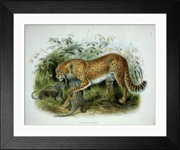 Framed Print : Cheetah (Cynailurus Jubata) 1883 Daniel Giraud Elliot (1835-1915 American) Monograph Academy of Natural Sciences