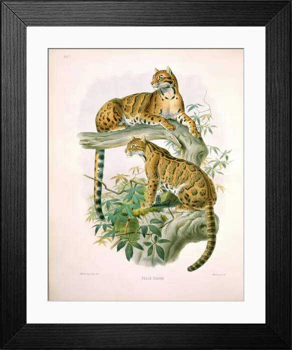 Framed Print : The Clouded Tiger (Felis Diardi) by Elliot