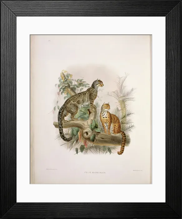 Framed Print : The Little Marbled Tiger (Felis Marmorata) by Elliot Framed Print : The Little Marbled Tiger (Felis Marmorata) by Elliot