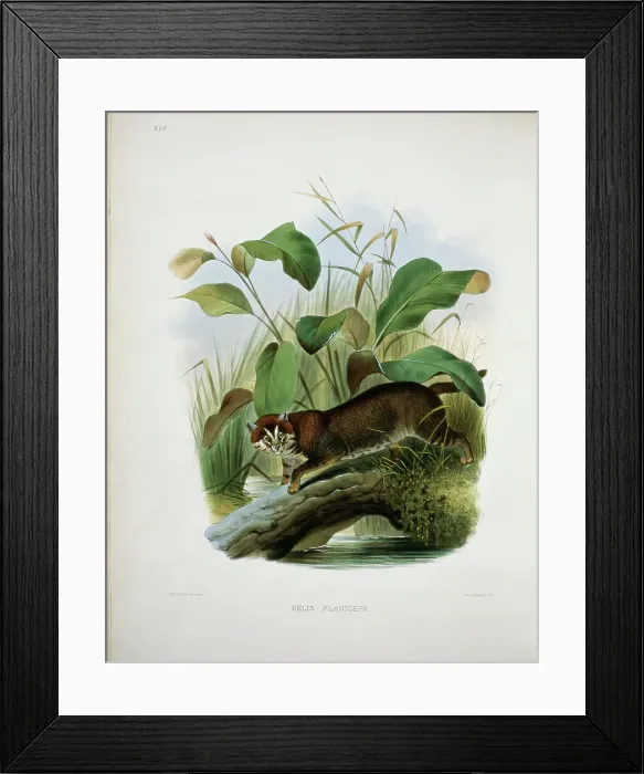 Framed Print : The Little Malayan Red Cat (Felis Planiceps) by Elliot Framed Print : The Little Malayan Red Cat (Felis Planiceps) by Elliot