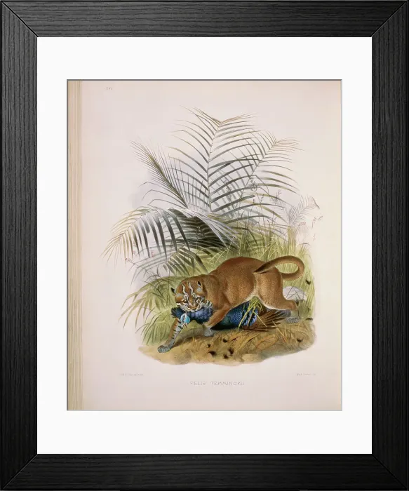 Framed Print : Temminck's Golden Cat (Felis Temminickii) by Elliot