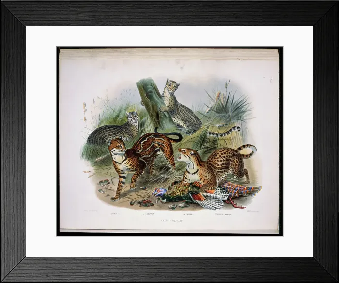 Framed Print : The Ocelot (Felis Pardalis) 1883 Daniel Giraud Elliot (1835-1915 American) Monograph Academy of Natural Sciences Framed Print : The Ocelot (Felis Pardalis) 1883 Daniel Giraud Elliot (1835-1915 American) Monograph Academy of Natural Sciences