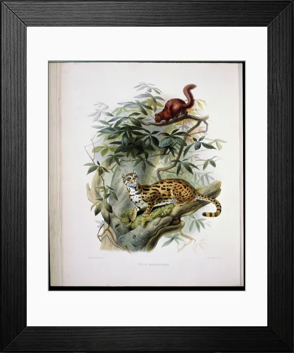 Framed Print : Bengal Leopard Cat (Felis Bengalensis) 1883 Daniel Giraud Elliot (1835-1915 American)