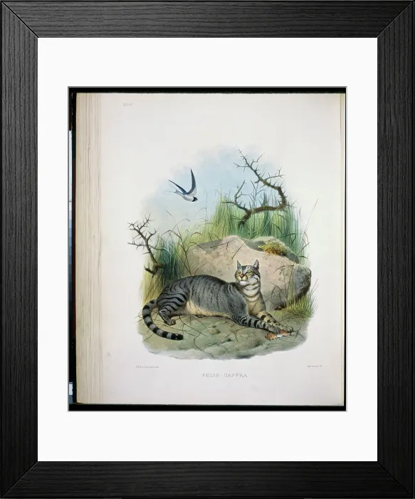 Framed Print : The Caffer Cat (Felis Caffra) 1883 Daniel Giraud Elliot (1835-1915 American) Monograph Academy of Natural Sciences