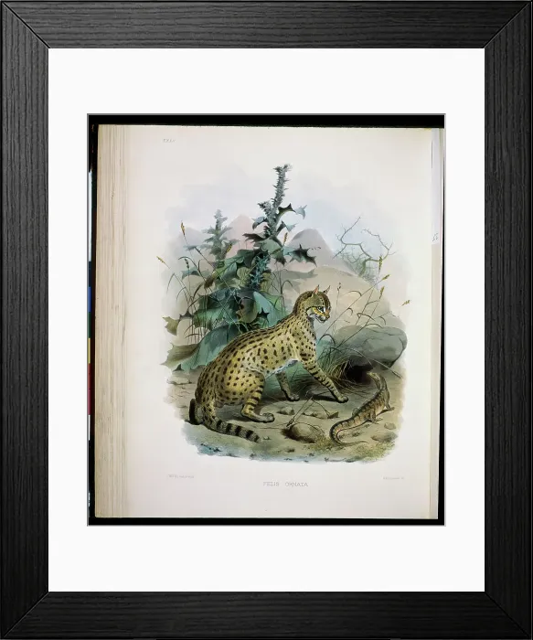 Framed Print : The Desert Cat (Felis Ornata) 1883 Daniel Giraud Elliot (1835-1915 American) Monograph Academy of Natural Sciences