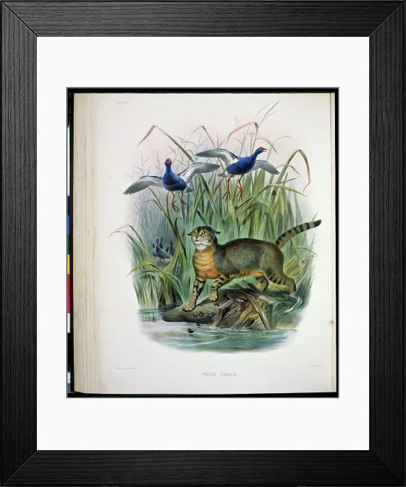 Framed Print : The Chaus (Felis Chaus) 1883 Daniel Giraud Elliot (1835-1915 American) Monograph Academy of Natural Sciences Framed Print : The Chaus (Felis Chaus) 1883 Daniel Giraud Elliot (1835-1915 American) Monograph Academy of Natural Sciences