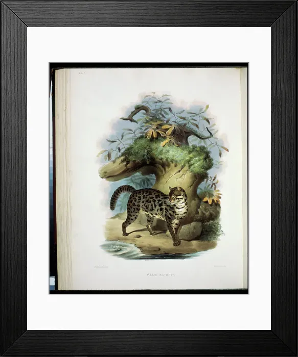 Framed Print : The Painted Cat (Felis Scripta) 1883 Daniel Giraud Elliot (1835-1915 American) Monograph Academy of Natural Sciences Framed Print : The Painted Cat (Felis Scripta) 1883 Daniel Giraud Elliot (1835-1915 American) Monograph Academy of Natural Sciences