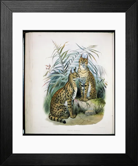 Framed Print : The Serval (Felis Serval) 1883 Daniel Giraud Elliot (1835-1915 American) Monograph Academy of Natural Sciences Framed Print : The Serval (Felis Serval) 1883 Daniel Giraud Elliot (1835-1915 American) Monograph Academy of Natural Sciences