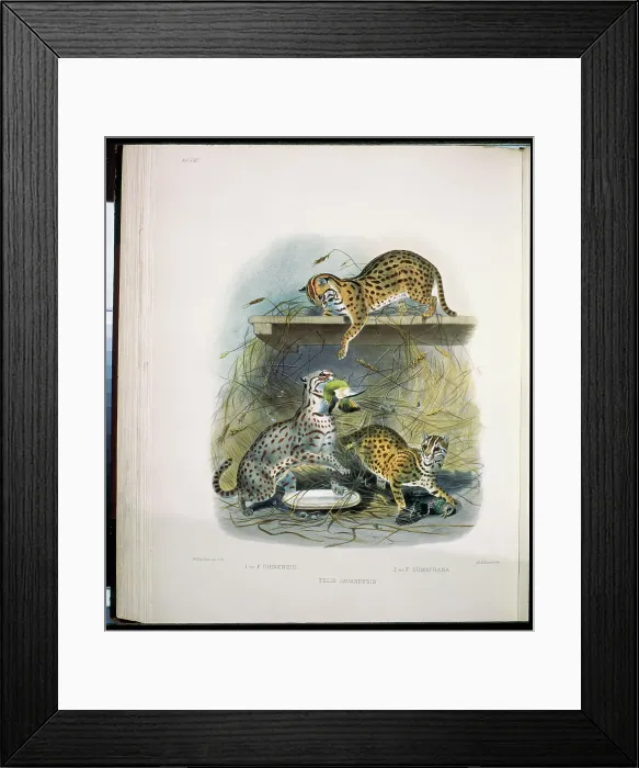 Framed Print : Little Red Spotted Cat (Felis Javanensis) 1883 Daniel Girard Elliot (19th C) Framed Print : Little Red Spotted Cat (Felis Javanensis) 1883 Daniel Girard Elliot (19th C)