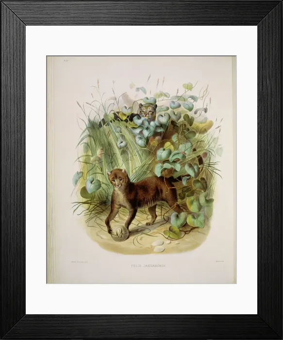 Framed Print : The Yaguarundi (Felis Jaguarondi) by Elliot Framed Print : The Yaguarundi (Felis Jaguarondi) by Elliot