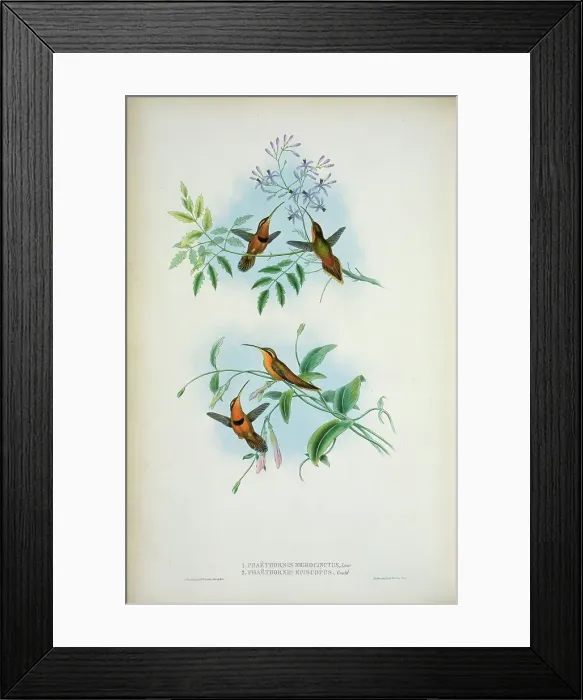 Framed Print : Belted Hermit (Phaethornis Nigricinctus) And Bishop Hermit (Phaethornis Episcopus) 1861 John Gould (1804-1881 British) Framed Print : Belted Hermit (Phaethornis Nigricinctus) And Bishop Hermit (Phaethornis Episcopus) 1861 John Gould (1804-1881 British)