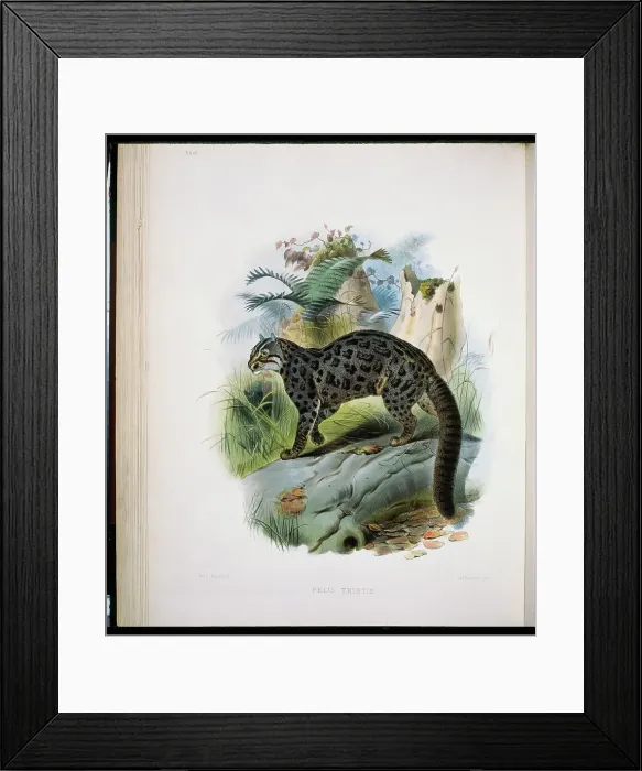 Framed Print : Fontainier's Spotted Cat (Felis Tristis) 1883 Daniel Giraud Elliot (1835-1915 American)