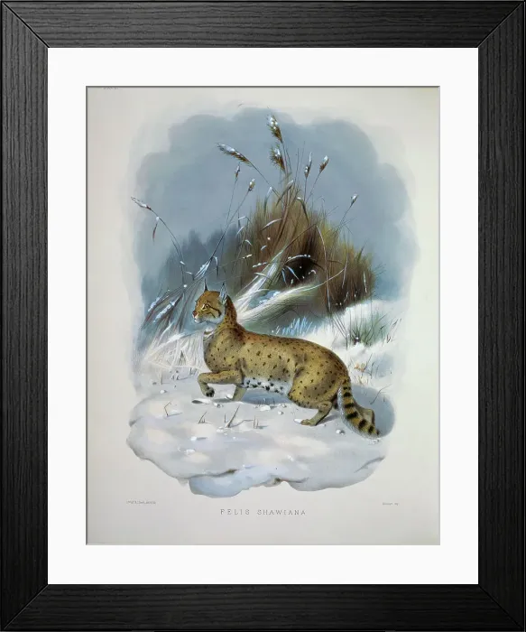 Framed Print : Shaw's Cat (Felis Shawiana) 1883 Daniel Giraud Elliot (1835-1915 American) Monograph Academy of Natural Sciences Framed Print : Shaw's Cat (Felis Shawiana) 1883 Daniel Giraud Elliot (1835-1915 American) Monograph Academy of Natural Sciences