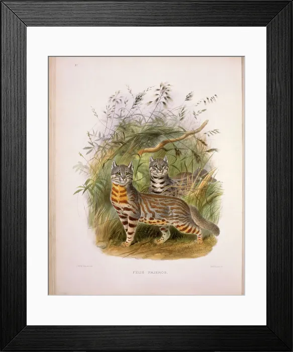 Framed Print : Pampas Cat (Felis Pajeros) by Elliot Framed Print : Pampas Cat (Felis Pajeros) by Elliot