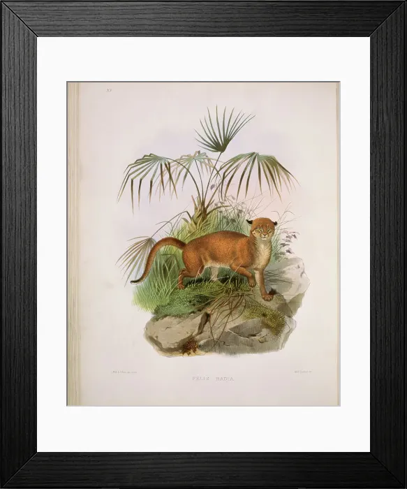 Framed Print : The Bornean Red Cat (Felis Badia) by Elliot Framed Print : The Bornean Red Cat (Felis Badia) by Elliot