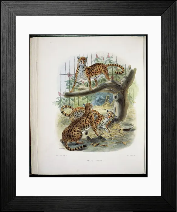 Framed Print : The Margay (Felis Tigrina) 1883 Daniel Giraud Elliot (1835-1915 American) Monograph Academy of Natural Sciences Framed Print : The Margay (Felis Tigrina) 1883 Daniel Giraud Elliot (1835-1915 American) Monograph Academy of Natural Sciences