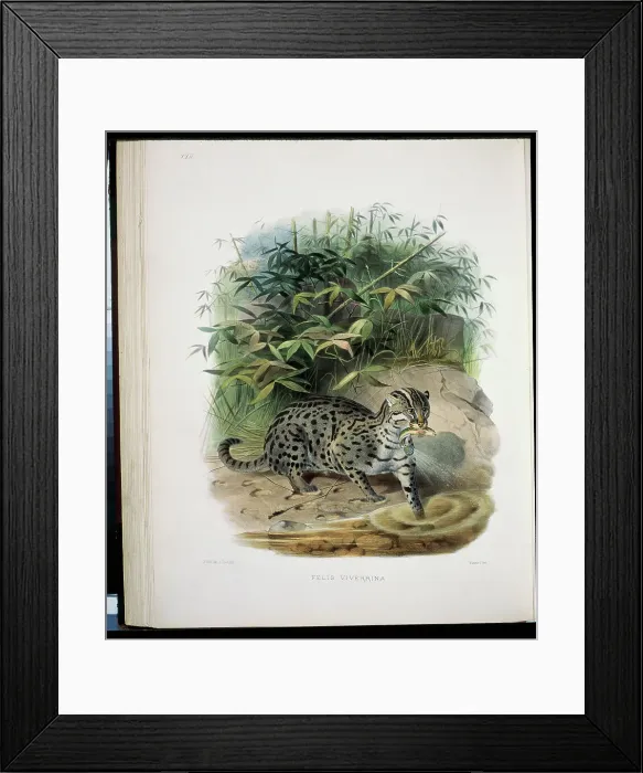 Framed Print : The Fishing Cat (Felis Viverrina) 1883 Daniel Giraud Elliot (1835-1915 American) Monograph Academy of Natural Sciences Framed Print : The Fishing Cat (Felis Viverrina) 1883 Daniel Giraud Elliot (1835-1915 American) Monograph Academy of Natural Sciences