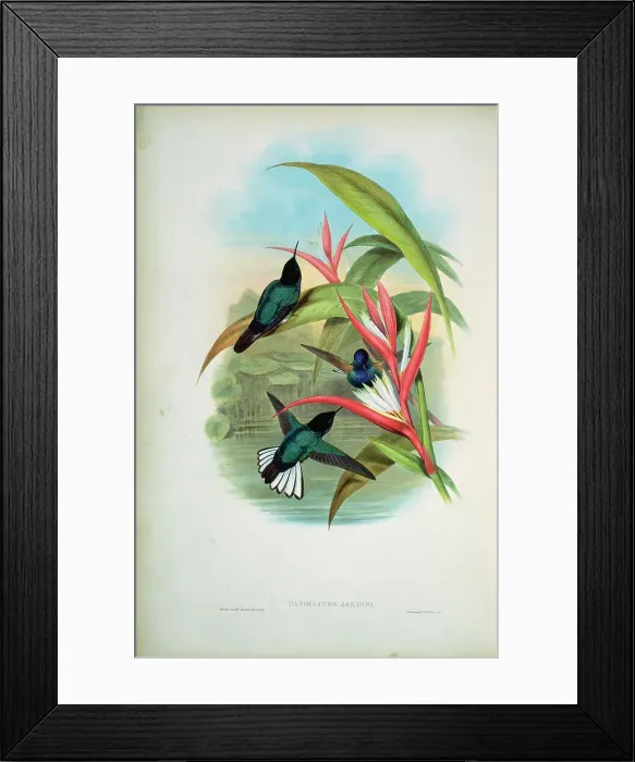Framed Print : Jardine's Panoplites (Panoplites Jardini) 1861 John Gould (1804-1881 British) Monograph Academy of Natural Sciences Framed Print : Jardine's Panoplites (Panoplites Jardini) 1861 John Gould (1804-1881 British) Monograph Academy of Natural Sciences