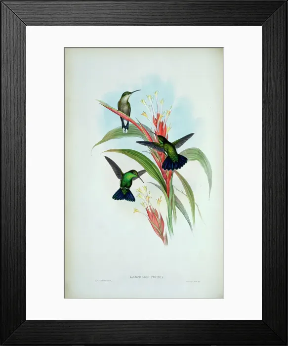 Framed Print : Blue-Tailed Mango (Lampornis Viridis) 1861 1861 John Gould (1804-1881 British) Monograph Academy of Natural Sciences Framed Print : Blue-Tailed Mango (Lampornis Viridis) 1861 1861 John Gould (1804-1881 British) Monograph Academy of Natural Sciences