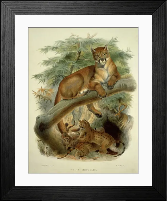 Framed Print : Cougar, Puma, Panther and American Lion (Felis Concolor) by Elliot Framed Print : Cougar, Puma, Panther and American Lion (Felis Concolor) by Elliot