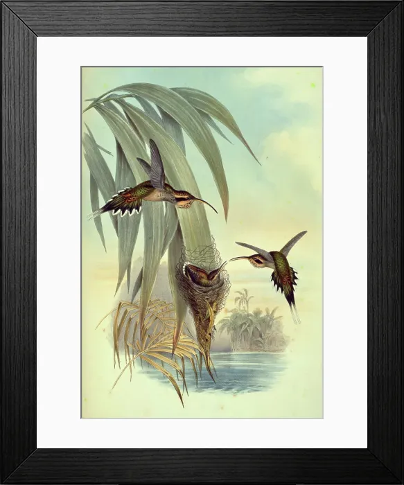 Framed Print : Eurynome Hermit by Gould Framed Print : Eurynome Hermit by Gould