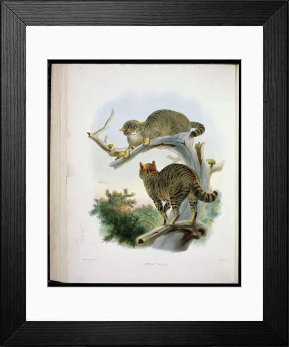 Framed Print : The European Wild Cat (Felis Catus) 1883 Daniel Girard Elliot (19th C) Framed Print : The European Wild Cat (Felis Catus) 1883 Daniel Girard Elliot (19th C)