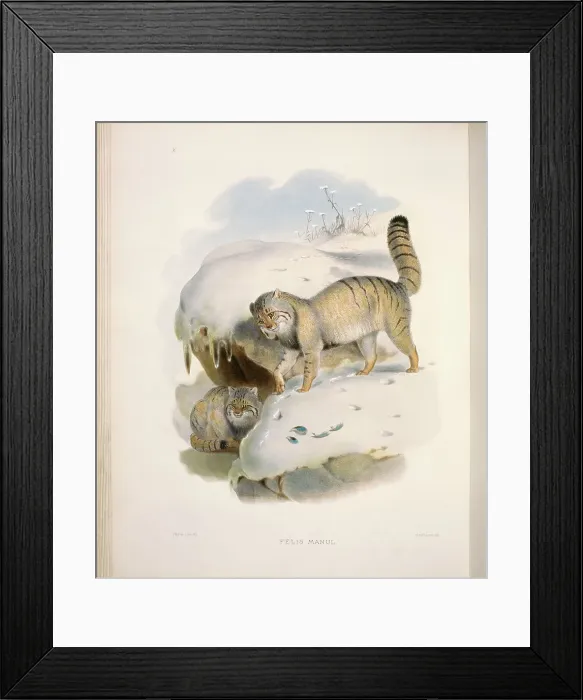 Framed Print : Pallas's Thibetan Cat (Felis Manul) by Elliot Framed Print : Pallas's Thibetan Cat (Felis Manul) by Elliot