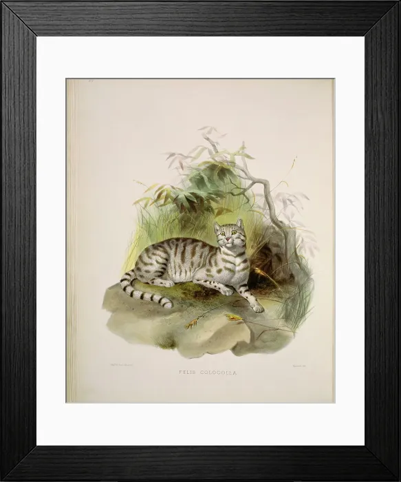 Framed Print : Molina's Guiana Cat (Felis Colocolla) by Elliot Framed Print : Molina's Guiana Cat (Felis Colocolla) by Elliot