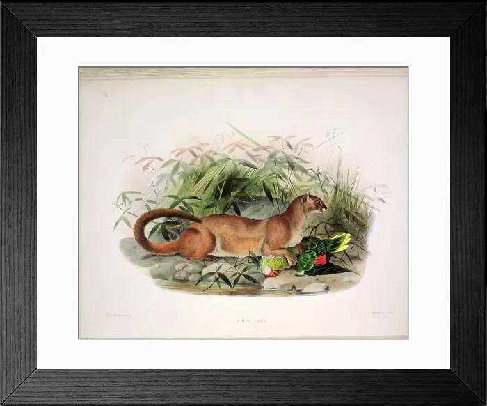 Framed Print : The Eyra (Felic Eyra) by Elliot Framed Print : The Eyra (Felic Eyra) by Elliot