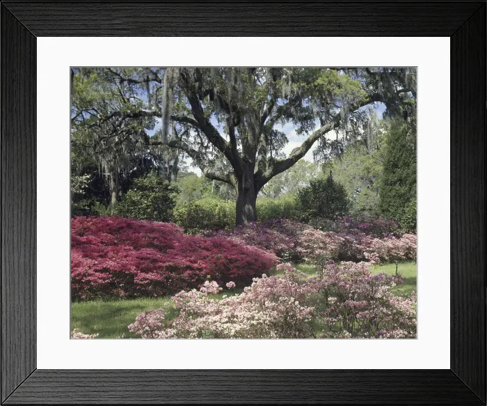 Framed Print : Orton Plantation Gardens, North Carolina, USA Framed Print : Orton Plantation Gardens, North Carolina, USA