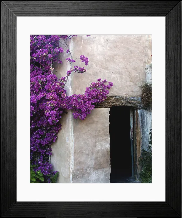 Framed Print : Ivy on the wall of a building, Carmel Mission, Carmel, California, USA